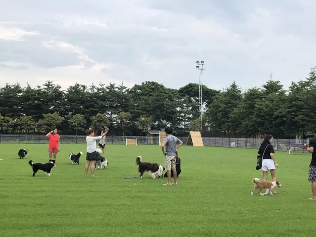 最好的宠物乐园在哪儿,19.9元宠物乐园