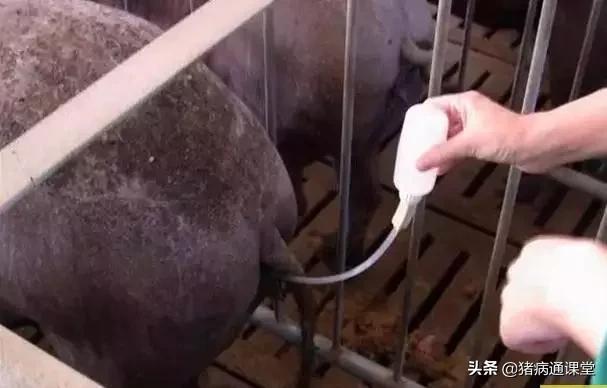 母猪深部输精和浅部输精的区别,怎么判断母猪是否输精
