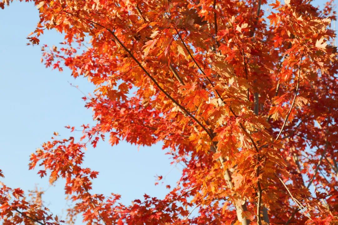 上海最美秋景,上海哪些公园可以拍秋景