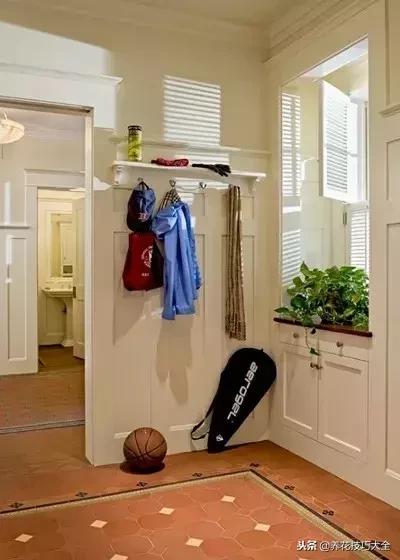 黄金葛大叶植物,黄金葛绿植