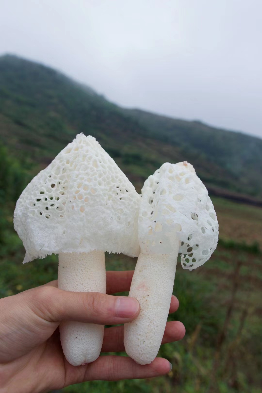 竹荪哪里产地最好,最好的竹荪产地在哪里