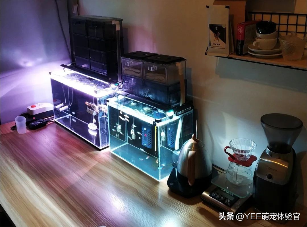 容易混养的热带鱼,容易互动的鱼