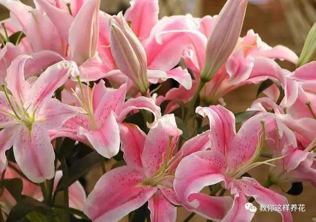 净化空气的十种花,家里养这4种花清新怡人