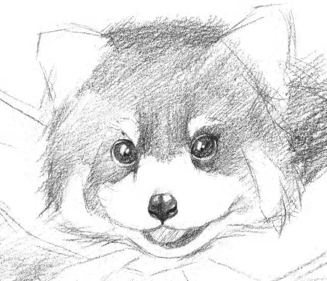 怎么画戴着红领巾的小熊猫,画一只小奶猫超级简单