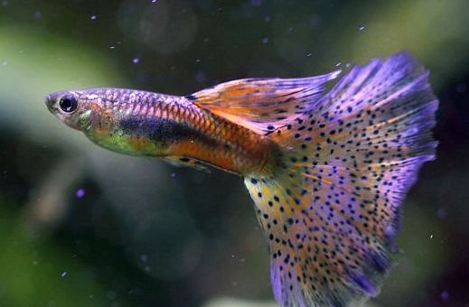 养孔雀鱼用什么灯,家里养孔雀鱼好吗