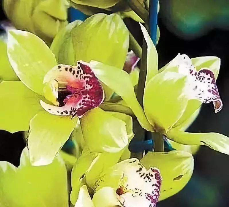 这才是世界上最贵的花卉,十大名贵花卉家养