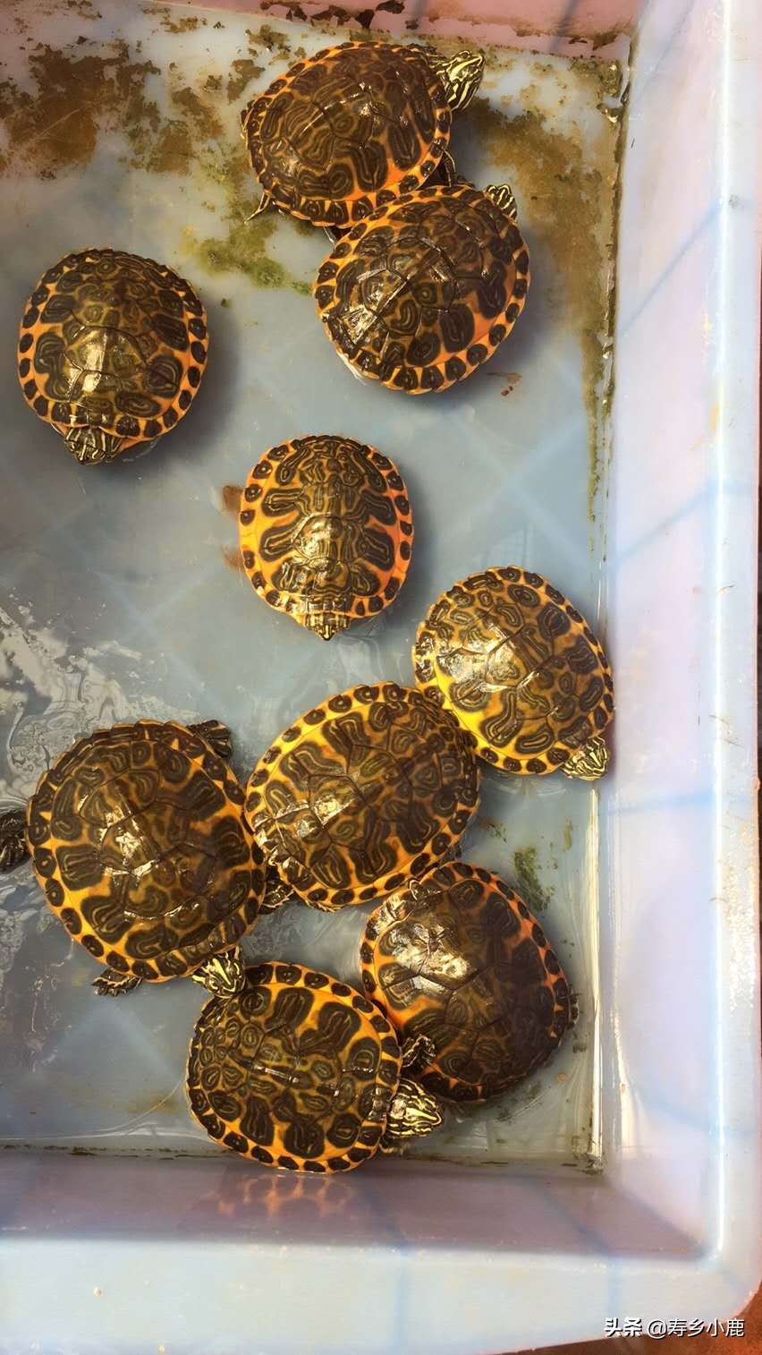 龟池里出现白色虫子,龟身上有白色的虫子怎么办