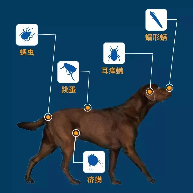 春天驱虫的生活小妙招,驱虫春季宠物