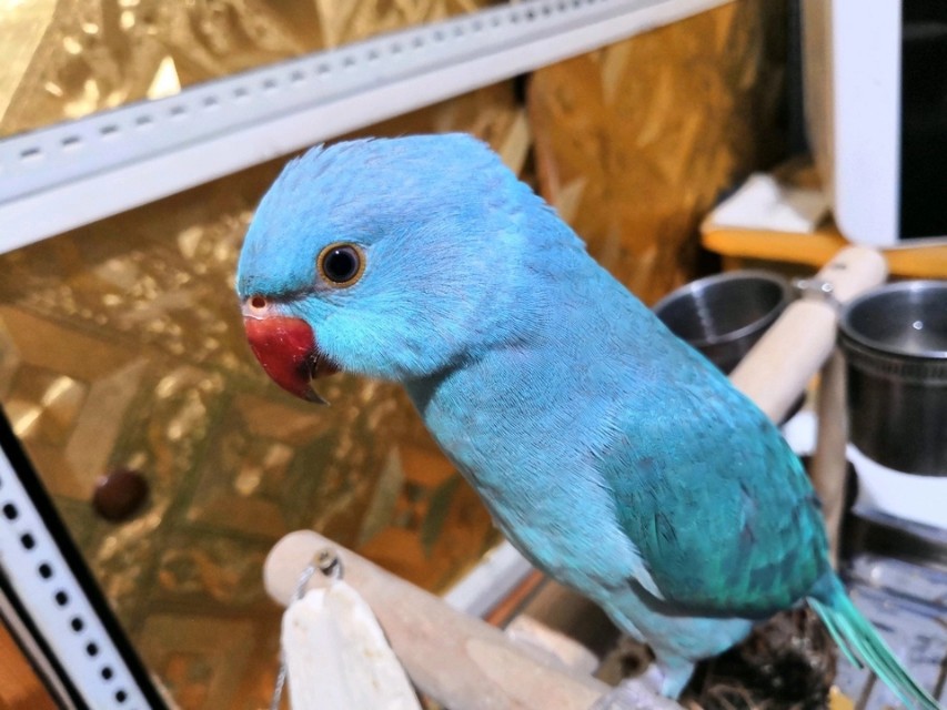 亚历山大鹦鹉和月轮鹦鹉区别,亚历山大鹦鹉和月轮鹦鹉养哪个好