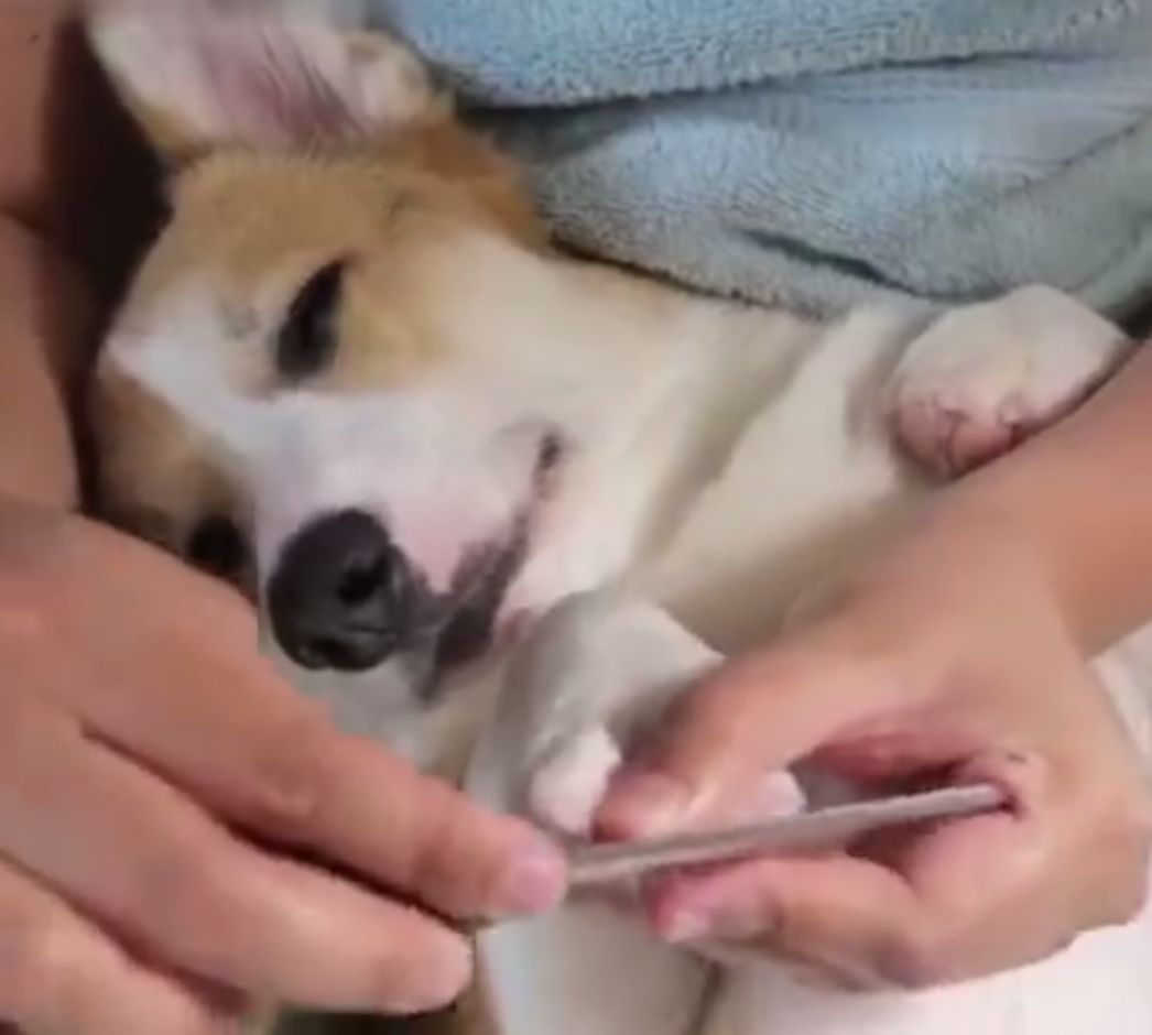 给狗狗指甲剪划血了怎么办,给狗狗指甲剪流血了