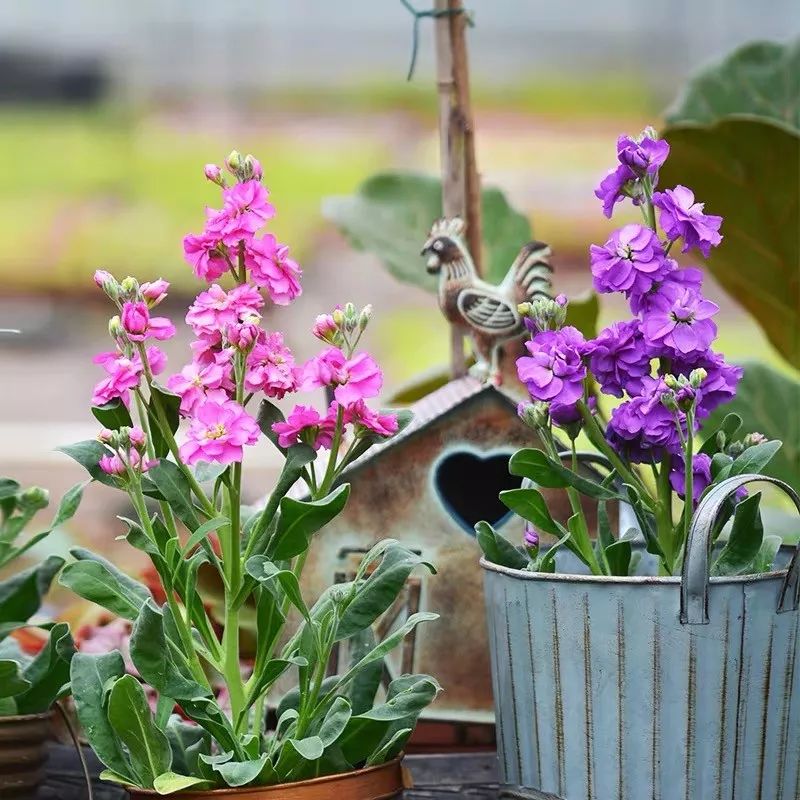 养花公认最美4种花满屋飘香,公认最好养的五种花