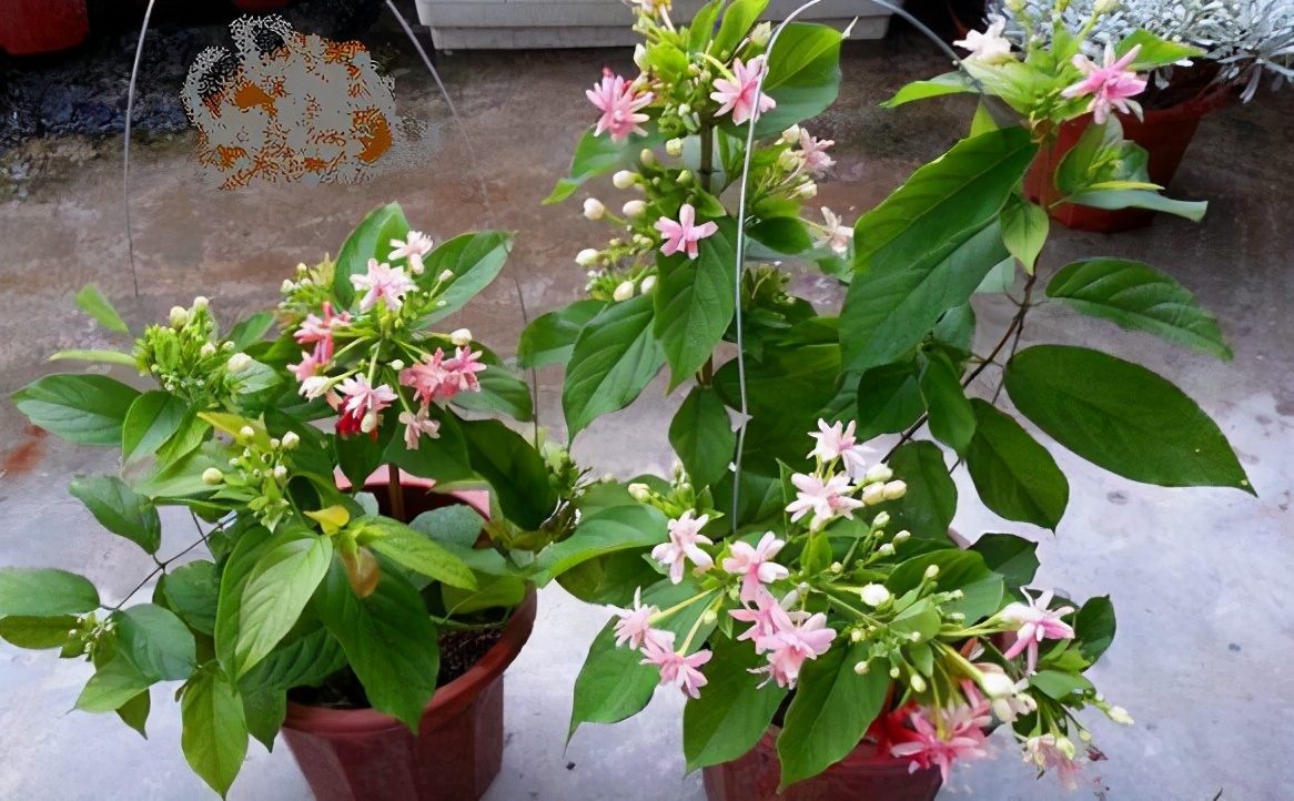 四季常开且有浓郁香味好养的花,适合懒人养的四季花一串红