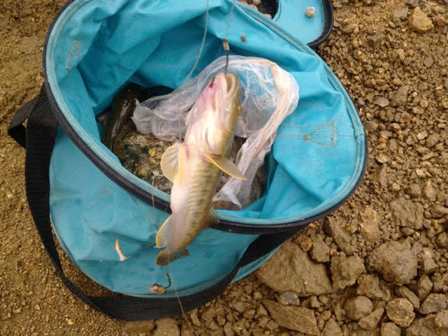 连云港海边垂钓沙光鱼“沙光一年一尺长，三年赶上老龙王”