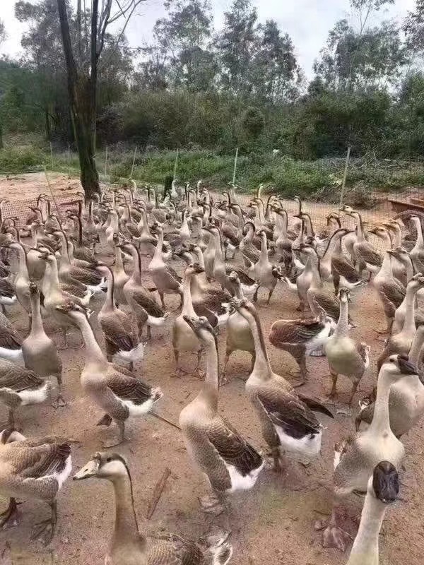 养鹅的注意事项和管理,养鹅全程预防方案