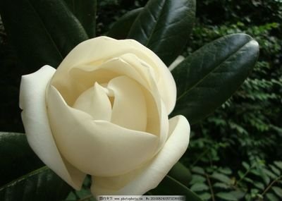 白玉兰清香浓郁,白玉兰花开沁人心脾