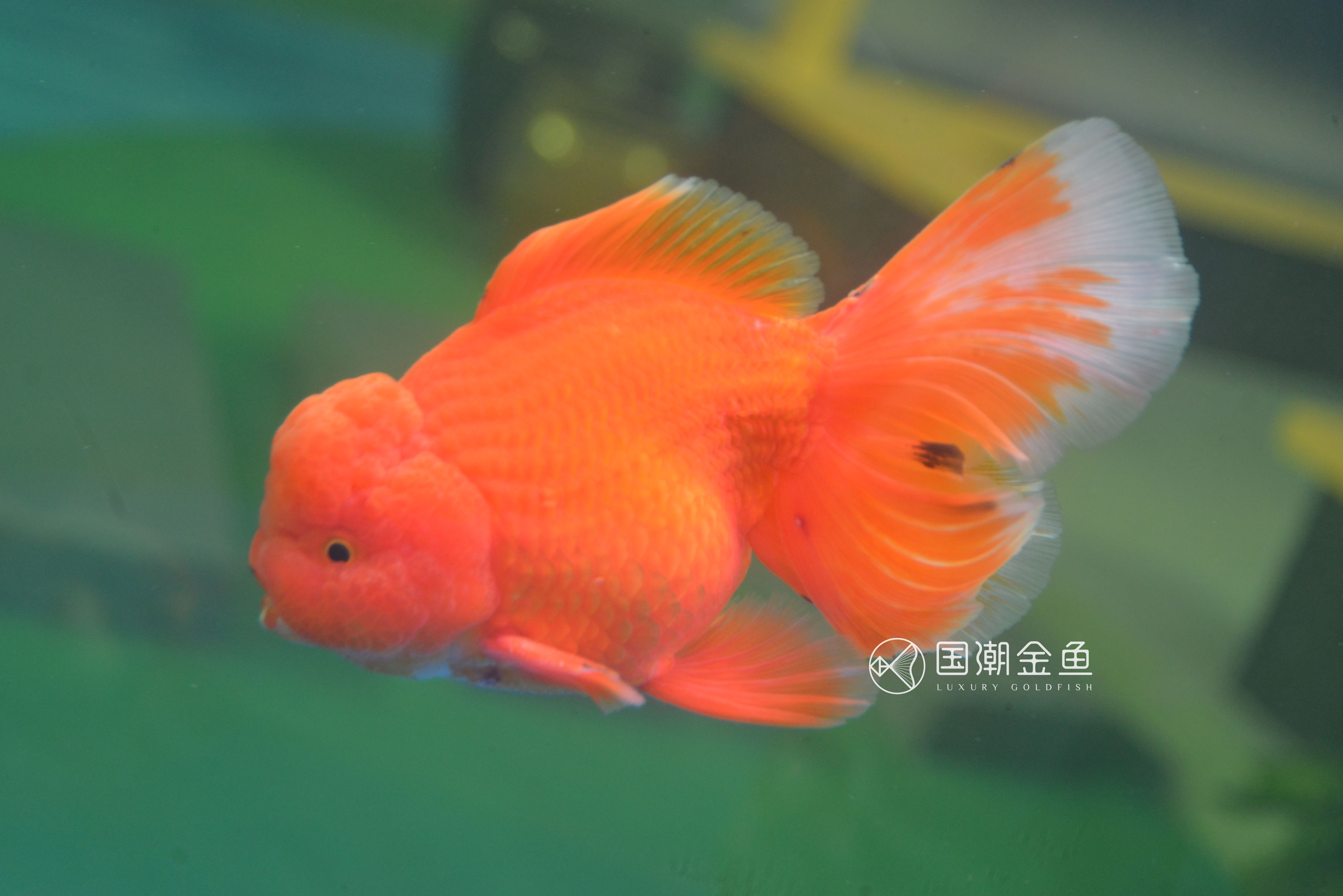 海水缸开缸详细教程视频,养金鱼开缸养水全过程