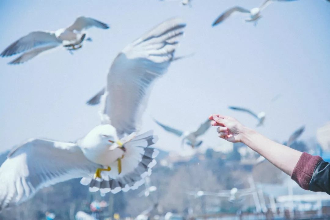 美过三亚!比厦门浪漫!大连这座海滨老城,去一次相当于环游世界