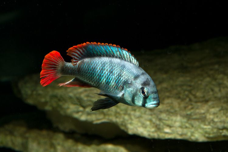 冷门高端观赏鱼有哪些鱼,比较好养的冷门观赏鱼小鱼