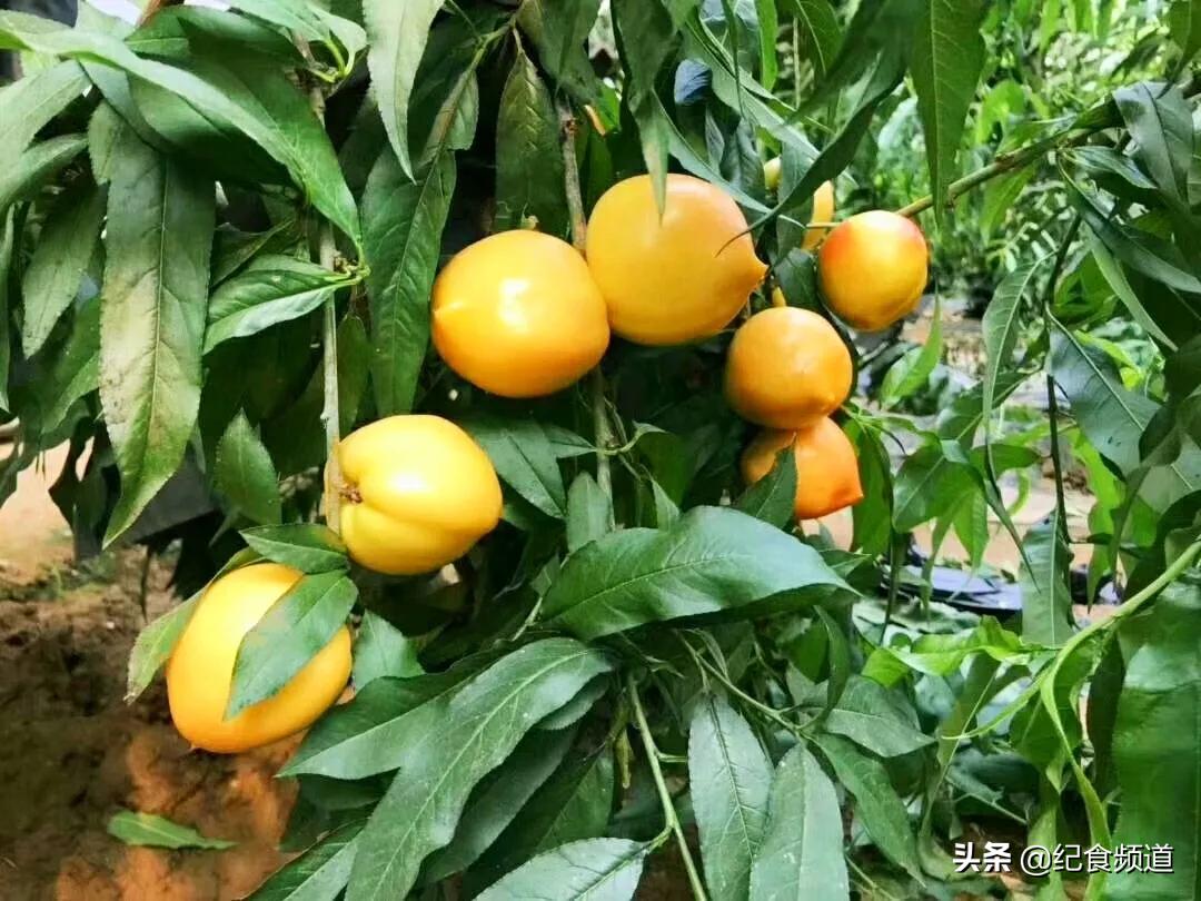 犹如个大饱满的“黄水晶”,这个桃,咬一口,甜过初恋
