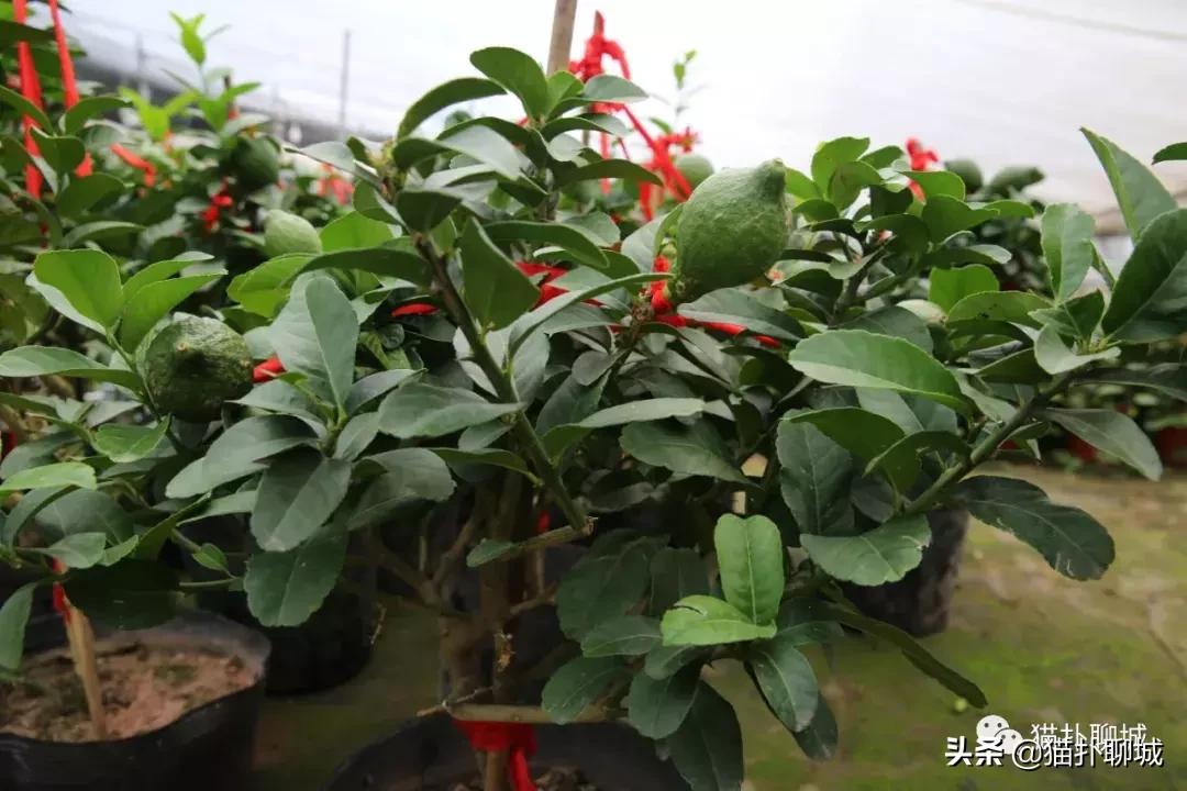 聊城北环花卉市场批发玫瑰鲜花吗,聊城最大的花卉市场