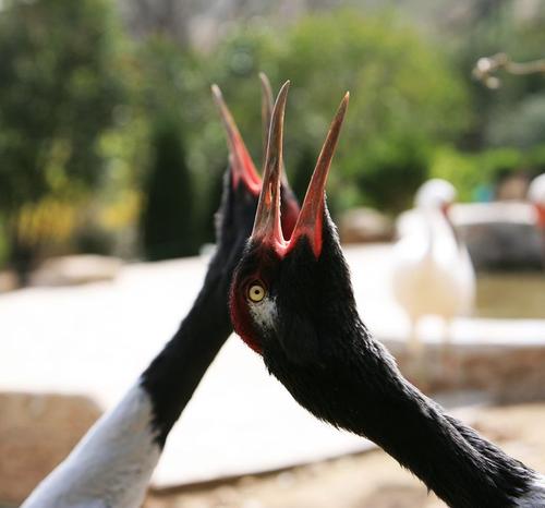 丹顶鹤的顶真的有剧毒吗,丹顶鹤顶红是什么原因