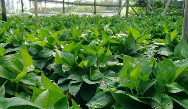 绿萝鱼缸水培养殖方法,绿萝室内水培养殖方法