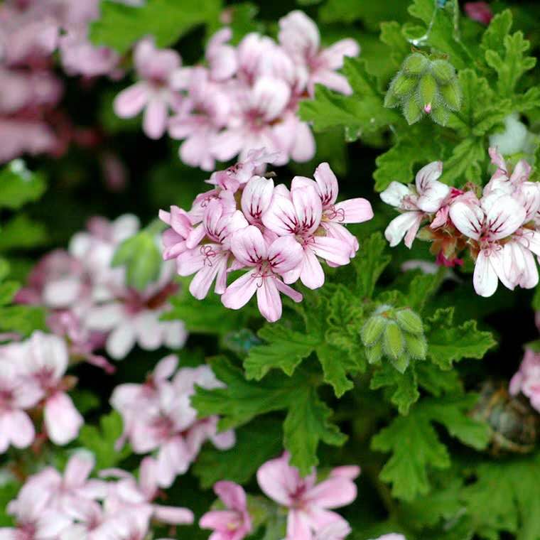 养花，最烦“长虫子”，治不如防，1个小方法，小虫子不敢来！