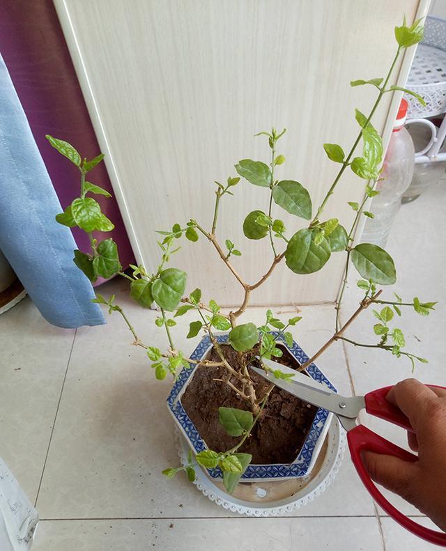 怎么养绿萝爆盆又不长藤求回答,养绿萝最正确的方法