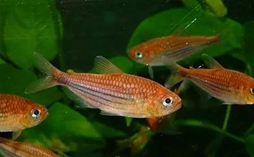 灯鱼草缸造景教程,草缸造景养什么鱼