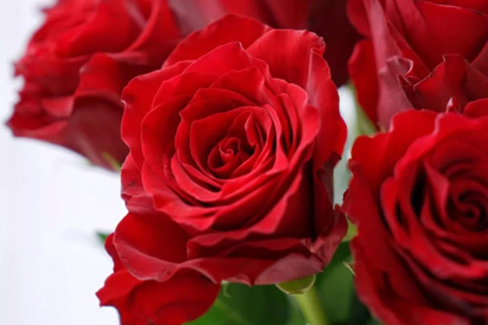 一篇文章带你认识三亚40种花,鲜花图鉴一次性认识30种玫瑰花