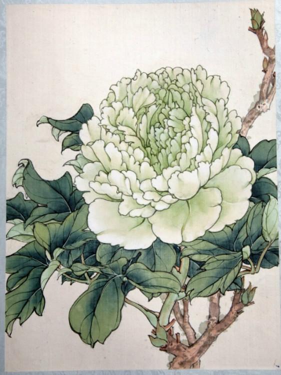 工笔牡丹勾线画法,工笔牡丹十二品设色步骤