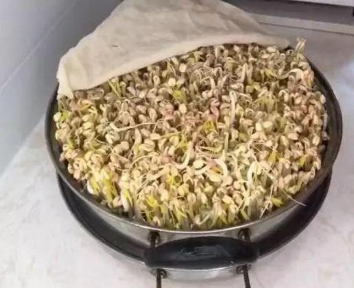 豆芽泡发方法,豆芽泡发的过程