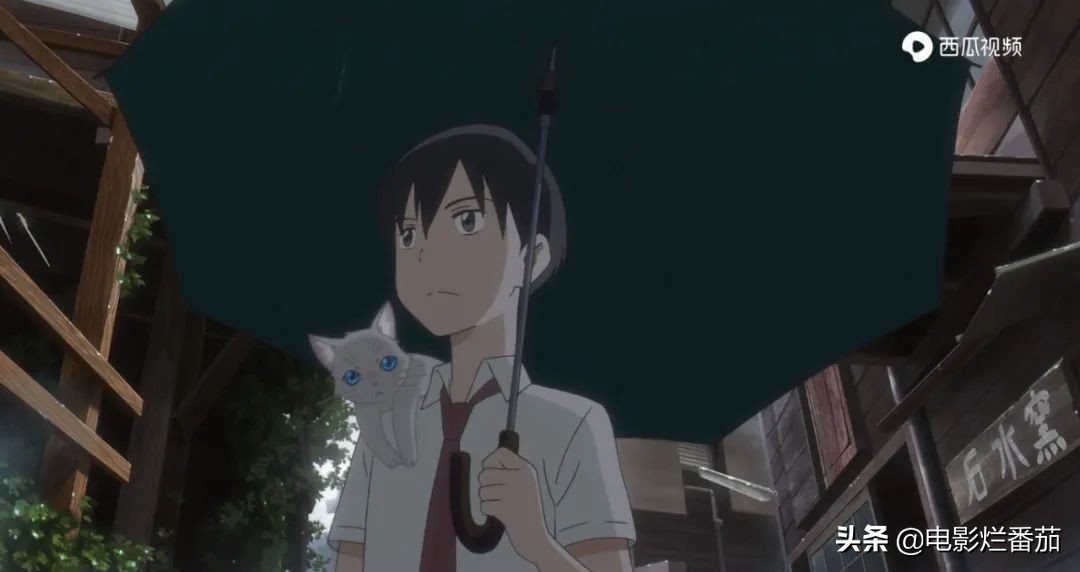 这部温情的撸猫片，让我哭得溃不成军，这是全世界猫*党**的胜利