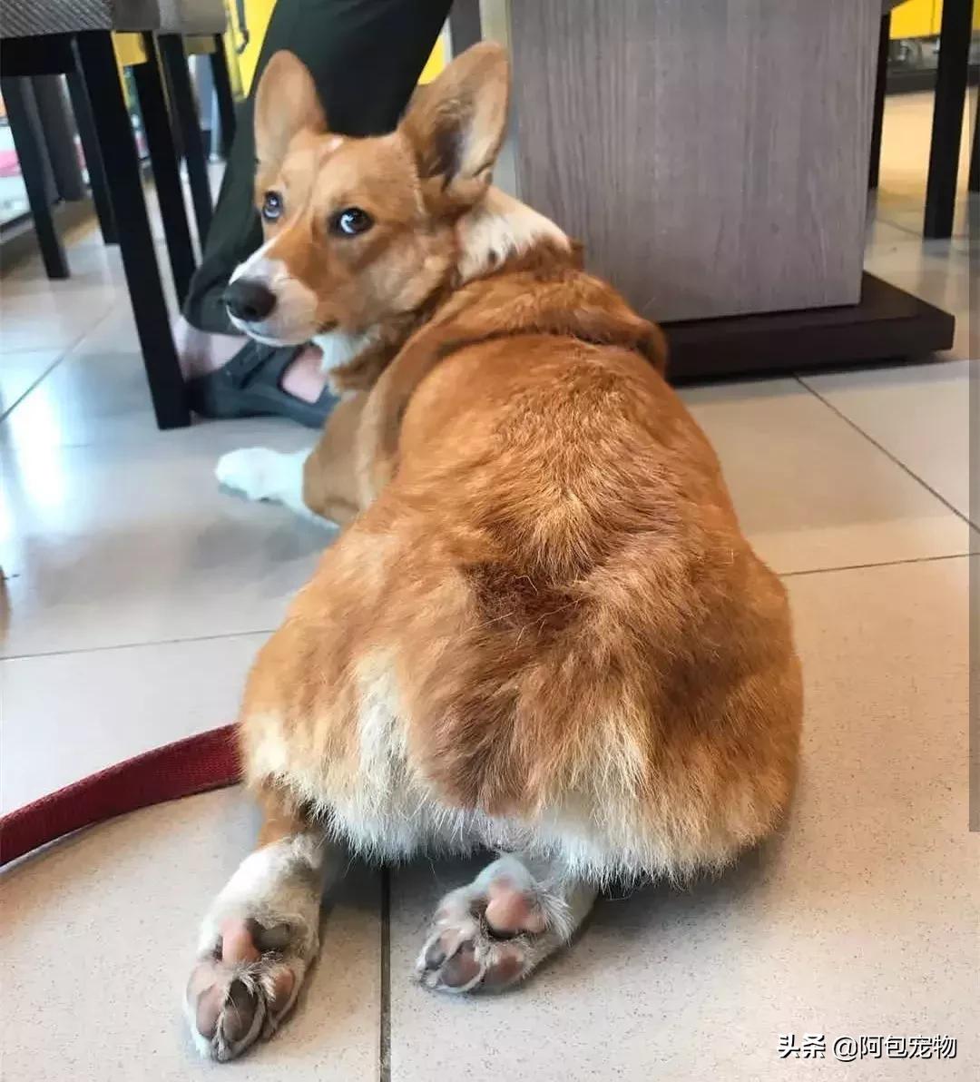 2019柯基国家展,首届柯基