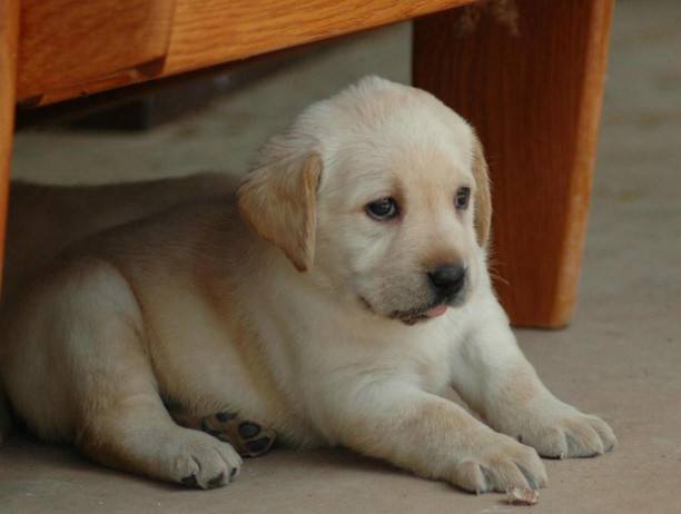 拉布拉多成年犬怎么训,养拉布拉多新手入门必知