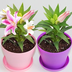 香水百合怎么养视频,香水百合的养殖方法和注意事项