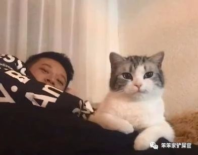 你家猫咪抑郁了？一文告诉你如何测试和应对猫咪抑郁症