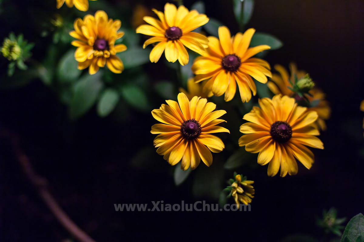 佳能ef501.8镜头三代全新,佳能ef501.4镜头测评