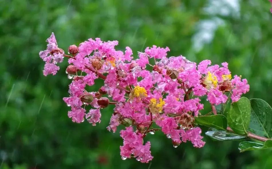 蓝紫色花系植物,蓝紫色系花境植物