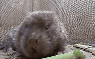 蜀道难讲解视频,蜀道难视频