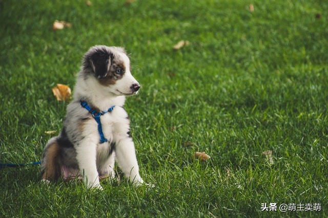 狗狗烫伤可以自愈吗狗烫伤要如何处理处理