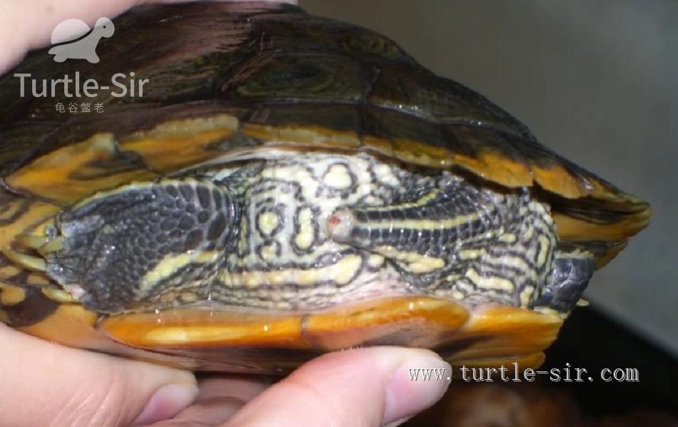 养小乌龟如何选龟粮,10元买了一只乌龟怎么养
