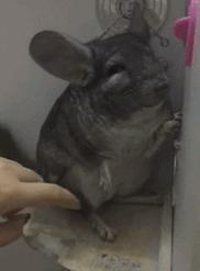 让你心动的搞笑图片,搞笑gif笑死人的动图