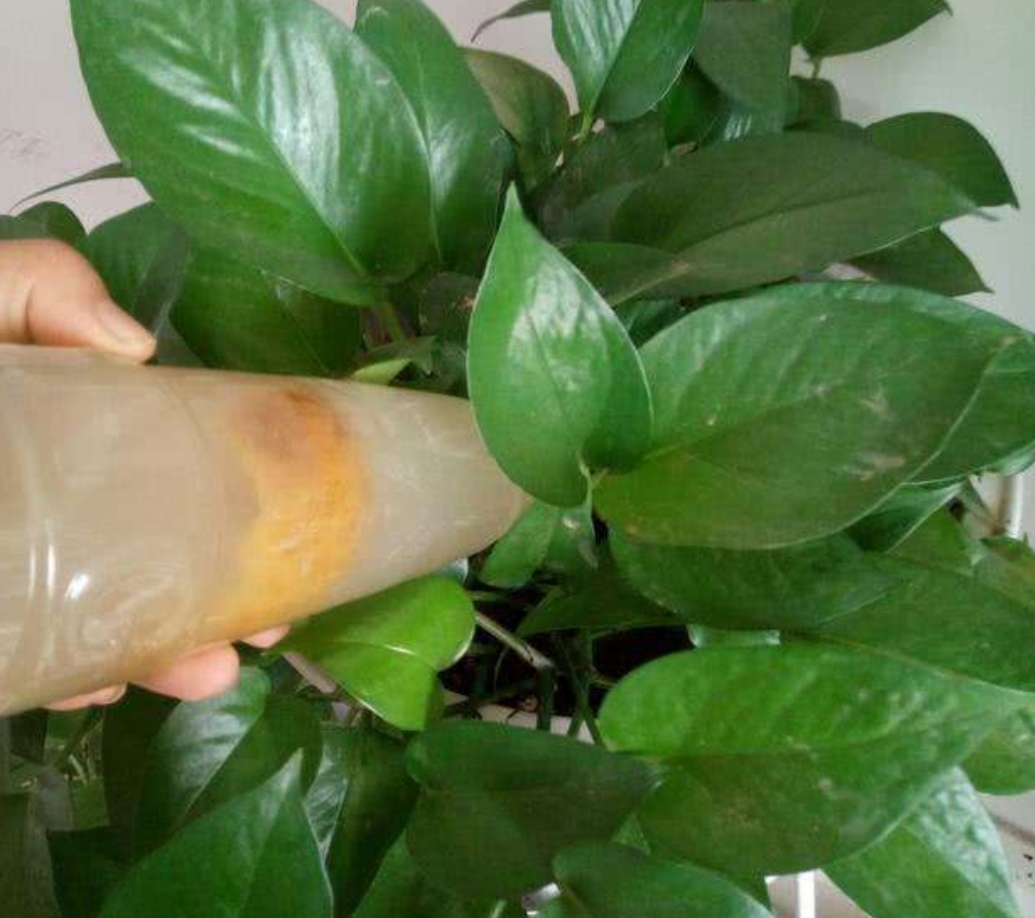 家里养花养鱼有什么好处,养花浇淘米水好吗