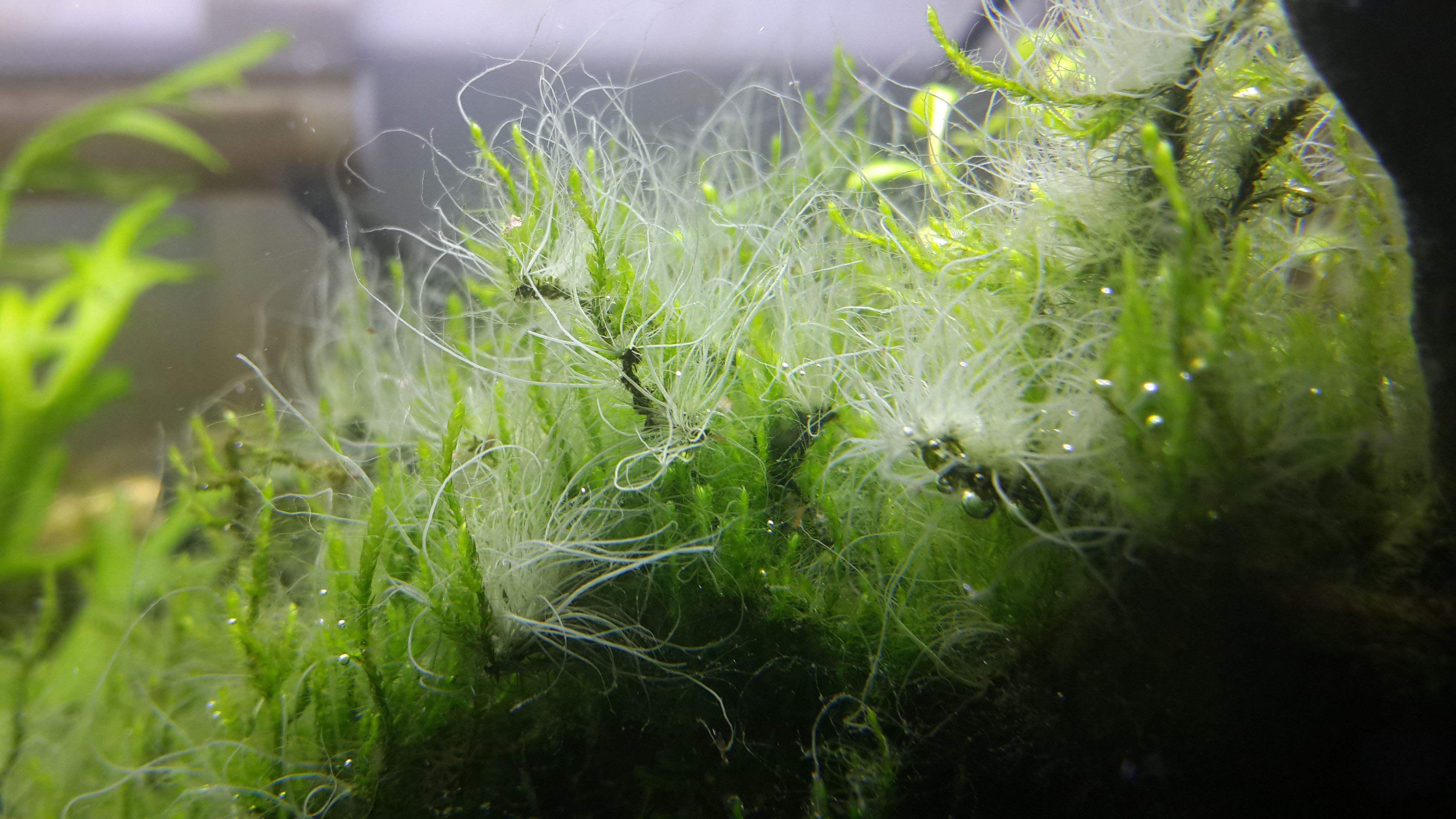 《说文解字》第105课:如何准确理解“蒹葭苍苍”?