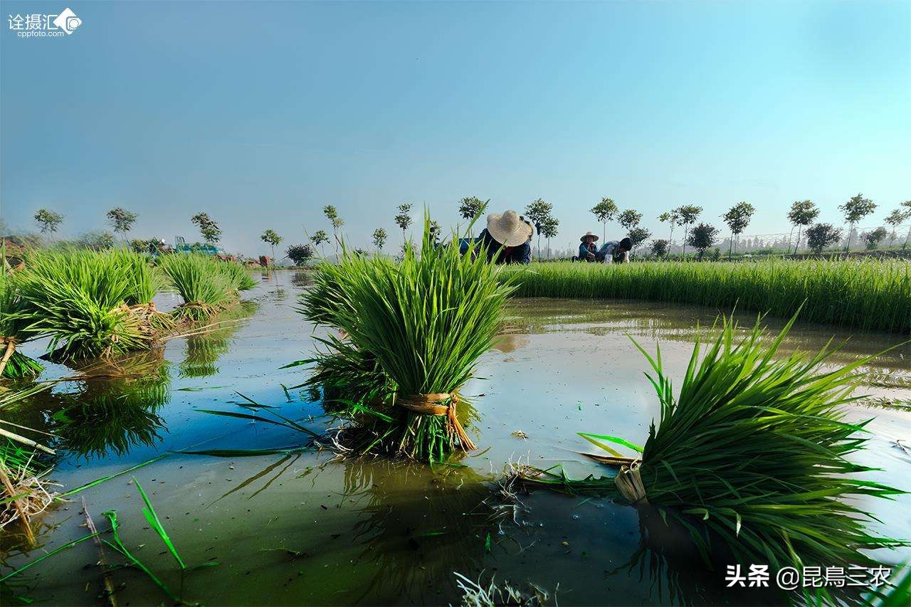 水稻长期下雨怎么管理,水稻生长困难