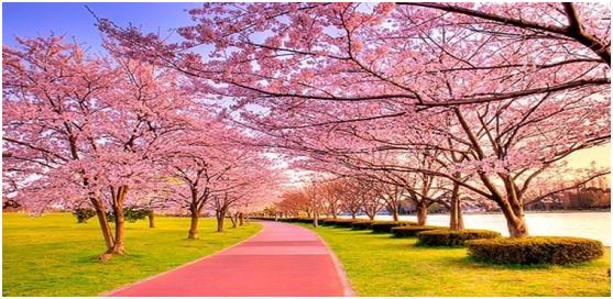 樱花的经济价值怎么样,樱花暗示的什么意思