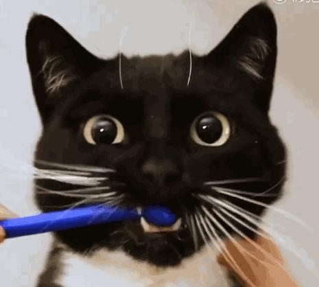 养猫狗常备药,宠物猫狗常用药