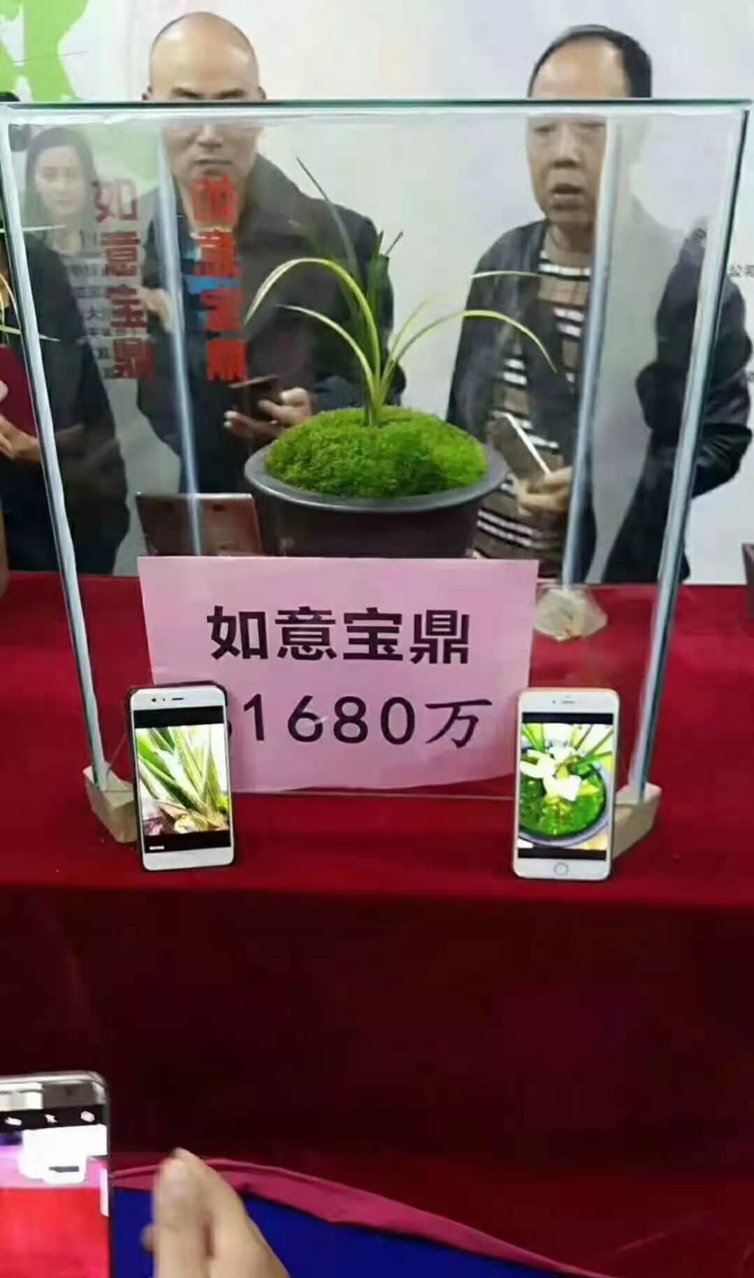 四川艺兰品鉴会上一盆标价高达1680万春剑多艺,曾轰动整个兰界