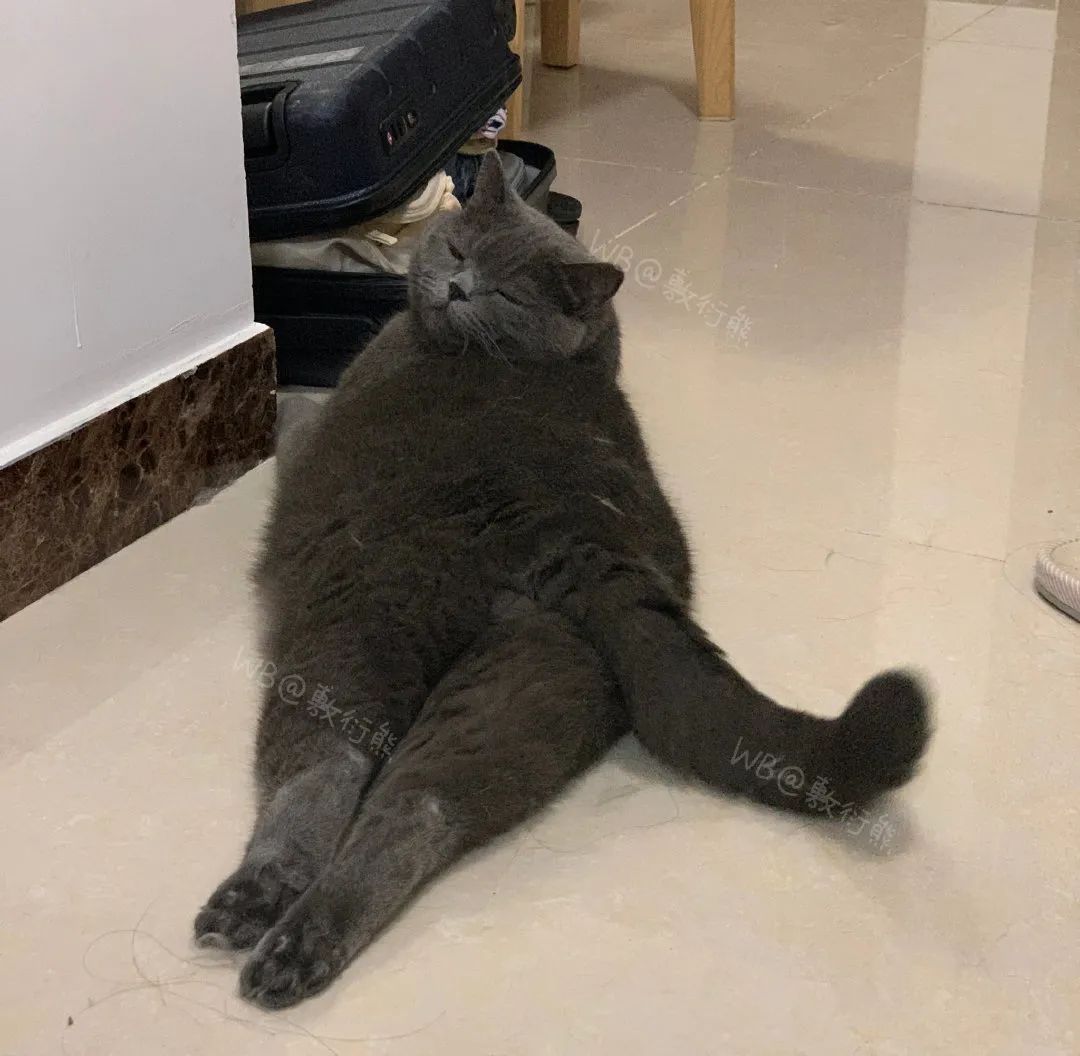 可怜的猫咪是怎么被整惨,这只猫被网友整成什么样了